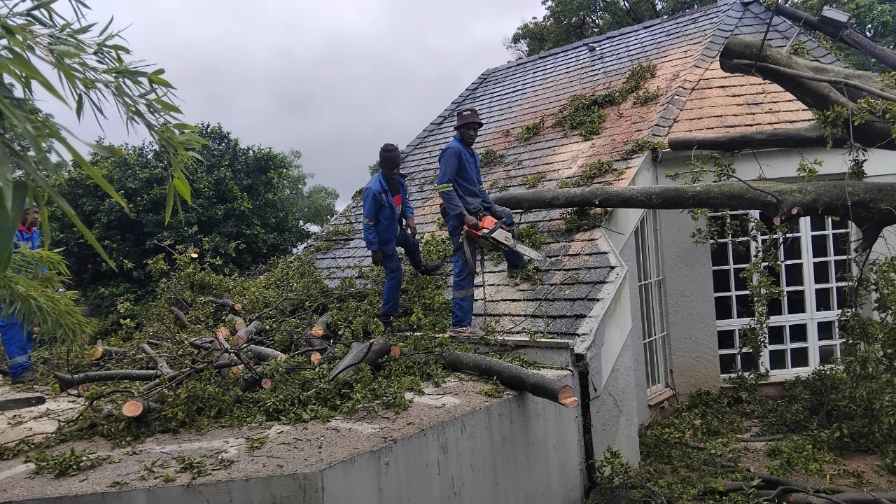 Big Tree Felling Gauteng